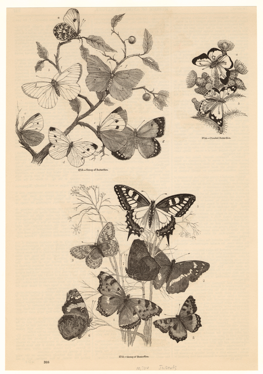 Image ID 806422
