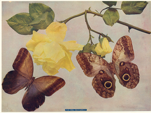 Image ID 806423