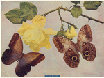 Image ID 806423