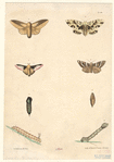 Image ID 806424