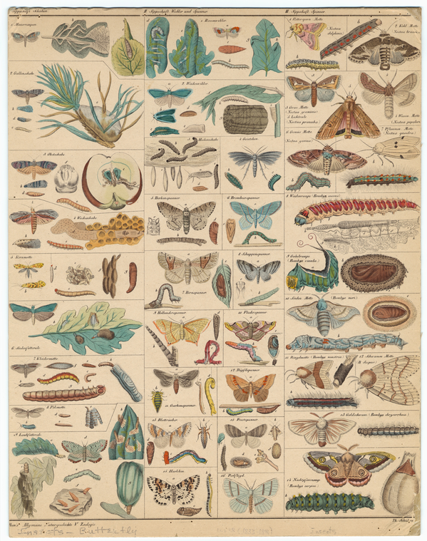 Image ID 806425
