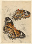 Image ID 806427