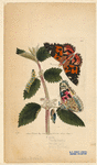 Image ID 806430