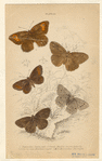 Image ID 806433