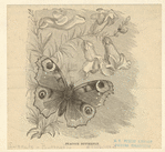 Image ID 806437