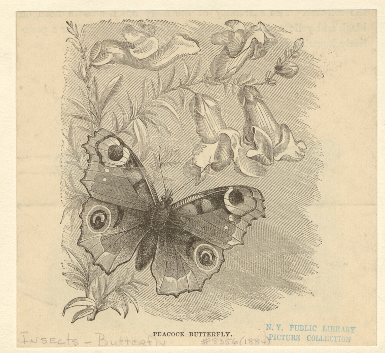 Image ID 806437
