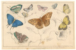 Image ID 806440