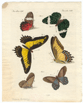Image ID 806445