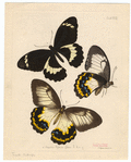 Image ID 806449