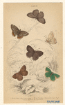 Image ID 806453