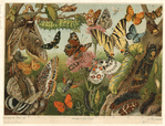 Image ID 806455