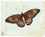 Image ID 806457