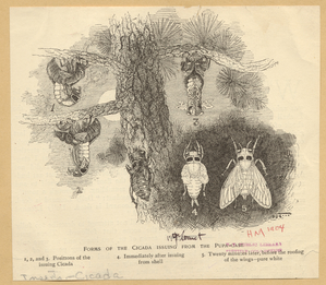 Image ID 806461