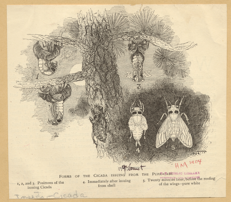 Image ID 806461
