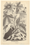 Image ID 806464