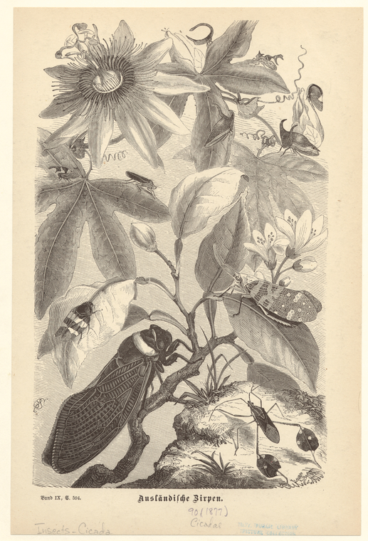 Image ID 806464
