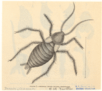 Image ID 806466