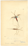 Image ID 806475