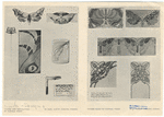 Image ID 806477