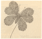Image ID 806482