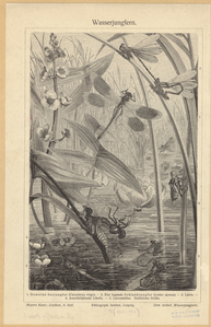 Image ID 806484