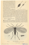 Image ID 806494