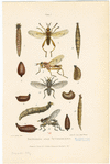 Image ID 806496
