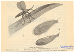 Image ID 806501