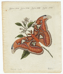 Image ID 806509