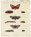 Image ID 806513