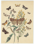 Image ID 806519