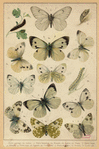 Image ID 806520