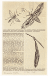 Image ID 806521