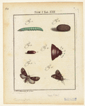 Image ID 806526
