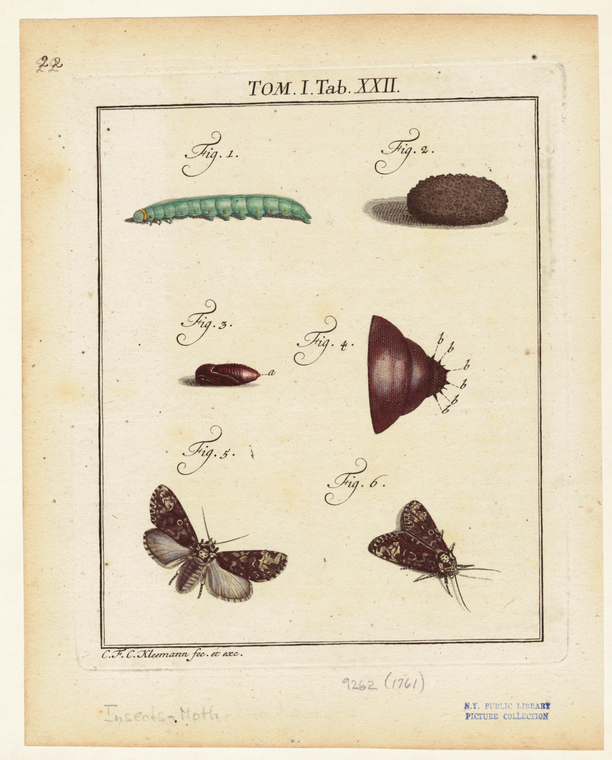 Image ID 806526
