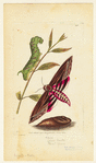 Image ID 806530