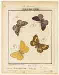 Image ID 806531