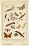 Image ID 806533