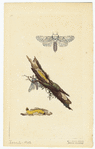 Image ID 806534