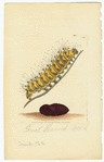Image ID 806535