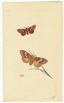 Image ID 806536