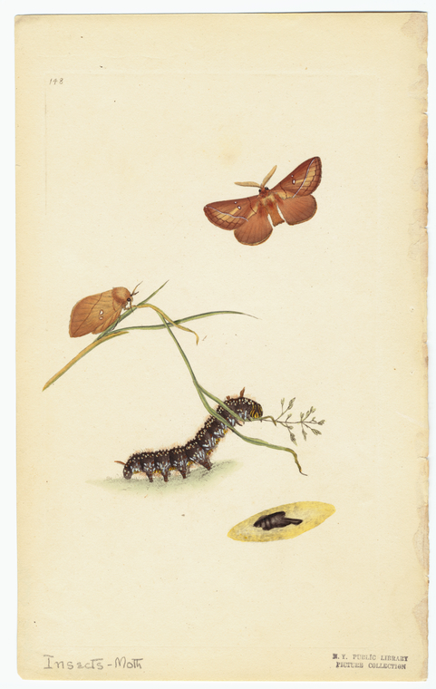 Image ID 806537
