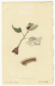 Image ID 806538