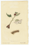 Image ID 806538