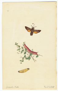 Image ID 806539