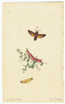 Image ID 806539