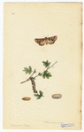 Image ID 806540