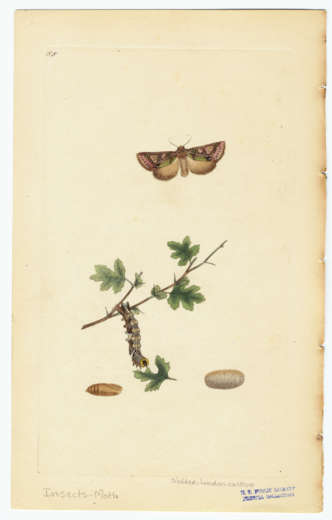 Image ID 806540
