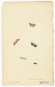 Image ID 806541