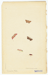 Image ID 806541